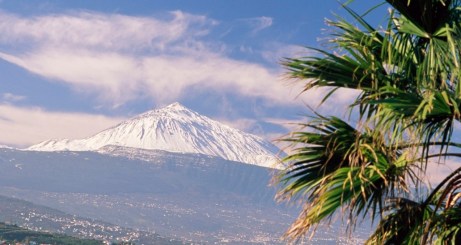 TEide palms